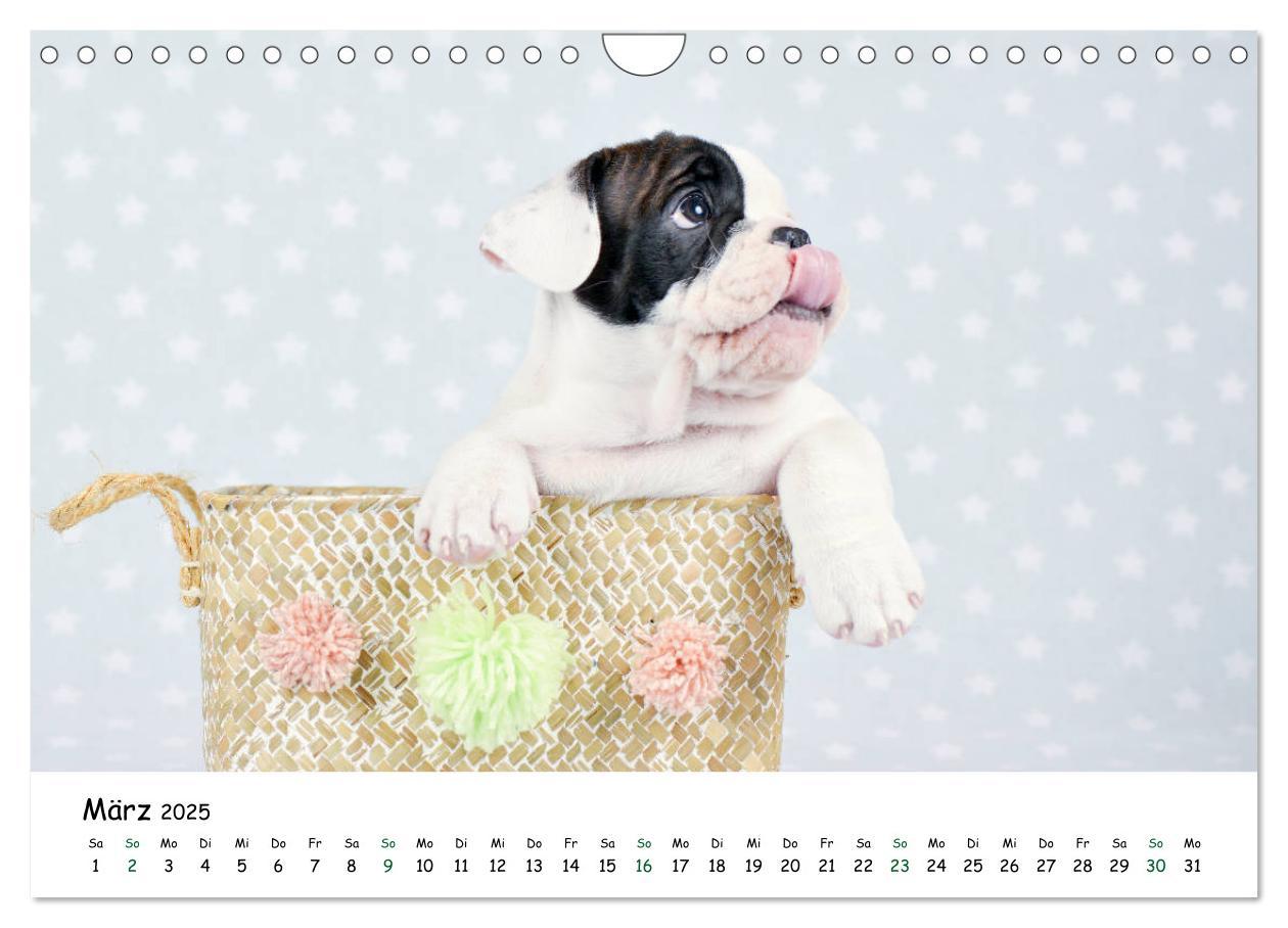 Bild: 9783435324224 | Baby Pfoten (Wandkalender 2025 DIN A4 quer), CALVENDO Monatskalender