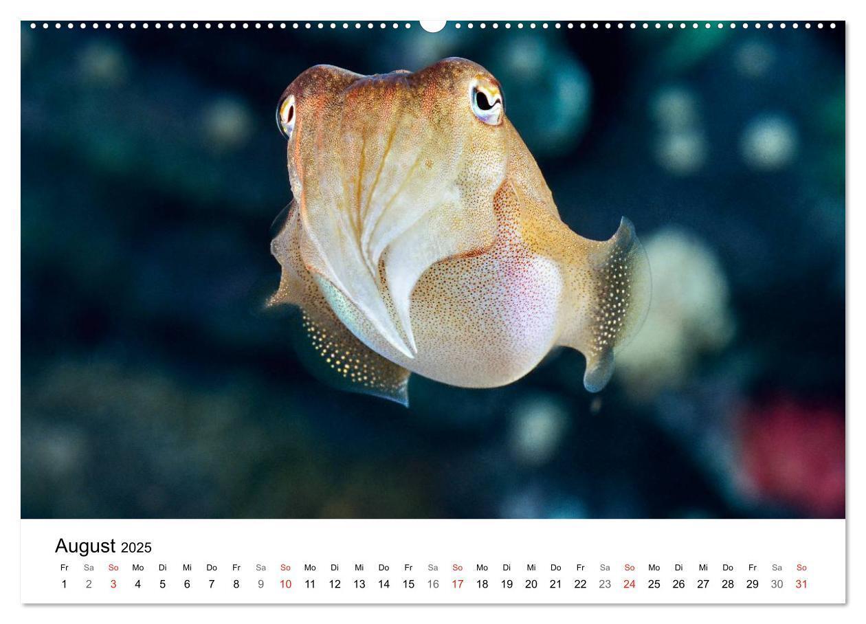 Bild: 9783435793587 | Fischzauber - Wundervolle Aquarienfische (Wandkalender 2025 DIN A2...