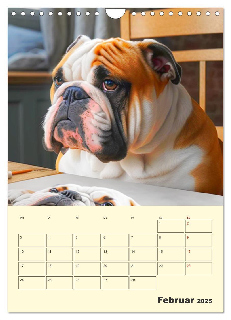 Bild: 9783435871605 | English Bulldogs. Fröhliche Dickköpfe mit Charakter (Wandkalender...