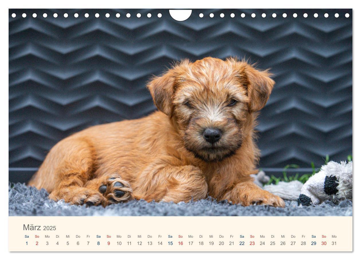 Bild: 9783435047277 | IRISH SOFT COATED WHEATEN TERRIER WELPEN 2025 (Wandkalender 2025...