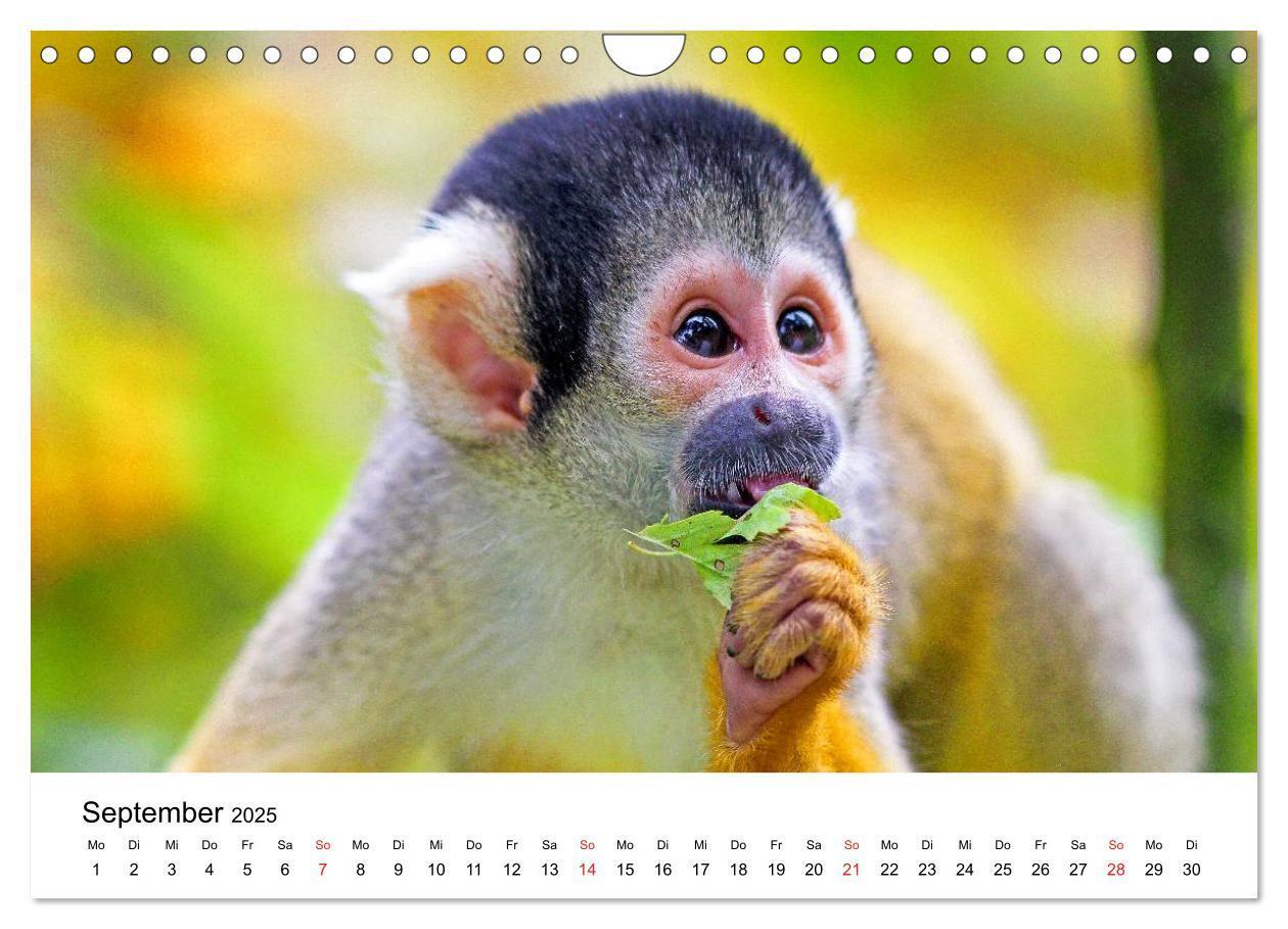 Bild: 9783435491100 | Totenkopfaffen (Wandkalender 2025 DIN A4 quer), CALVENDO...