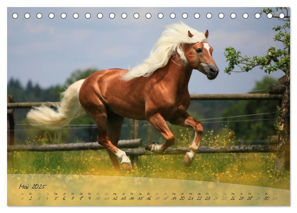 Bild: 9783435504121 | Haflinger-Pferde in Reinzucht (Tischkalender 2025 DIN A5 quer),...