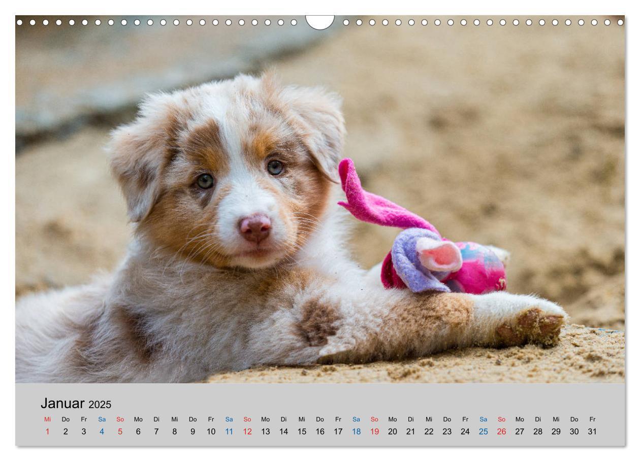 Bild: 9783435151035 | Australian Shepherd Welpen 2025 (Wandkalender 2025 DIN A3 quer),...