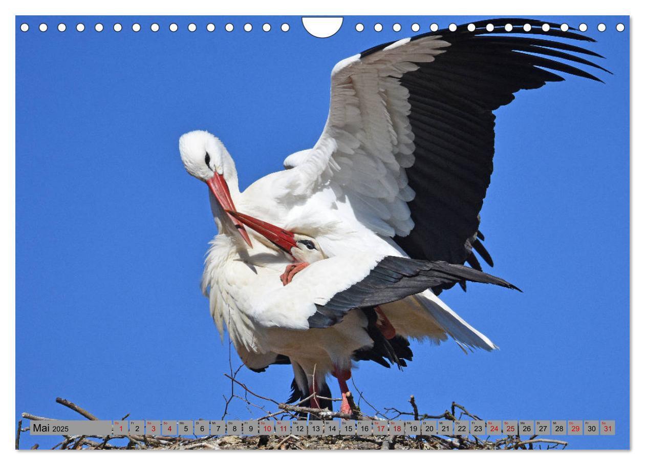 Bild: 9783435145720 | Zu Gast bei Familie Storch (Wandkalender 2025 DIN A4 quer),...