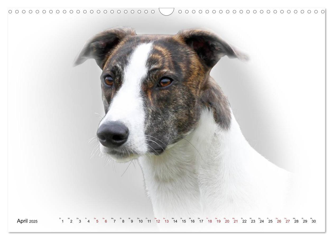 Bild: 9783383823978 | Windhund Portrait 2025 White Edition (Wandkalender 2025 DIN A3...