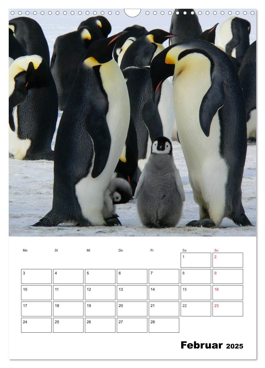 Bild: 9783457035238 | Pinguine. Familienglück im Eis (Wandkalender 2025 DIN A3 hoch),...