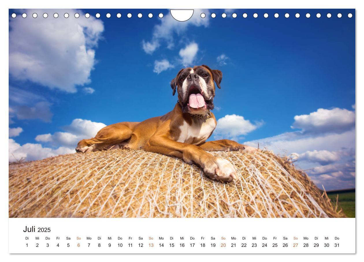 Bild: 9783435160907 | Deutscher Boxer (Wandkalender 2025 DIN A4 quer), CALVENDO...