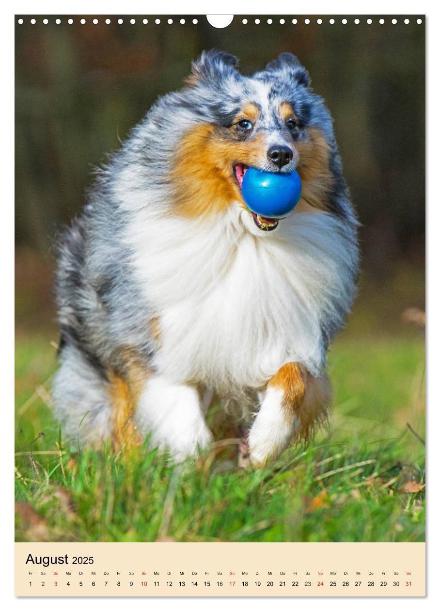 Bild: 9783435960101 | Sheltie - Wirbelwind auf 4 Pfoten (Wandkalender 2025 DIN A3 hoch),...