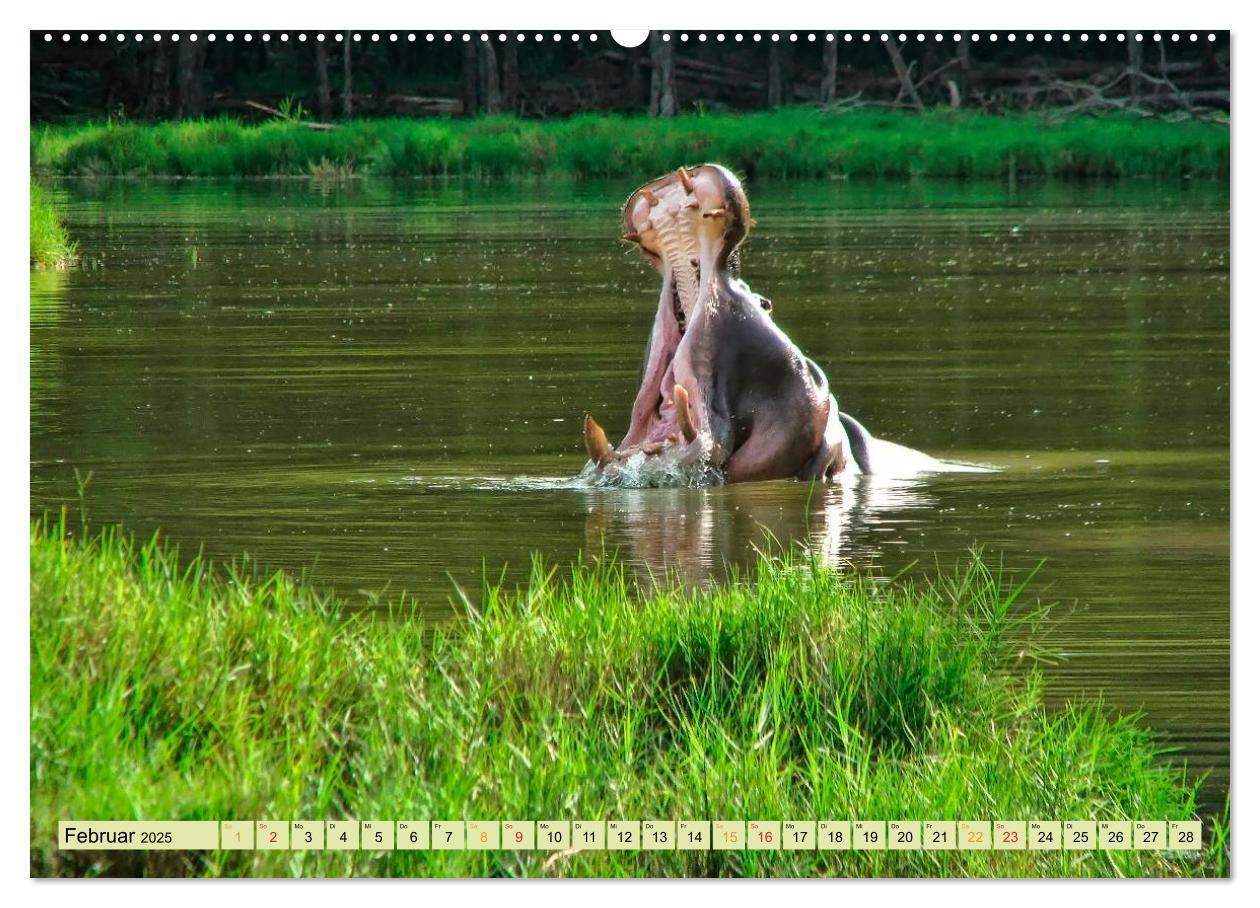 Bild: 9783435470211 | Flusspferde - gemütlich gefährlich (Wandkalender 2025 DIN A2 quer),...