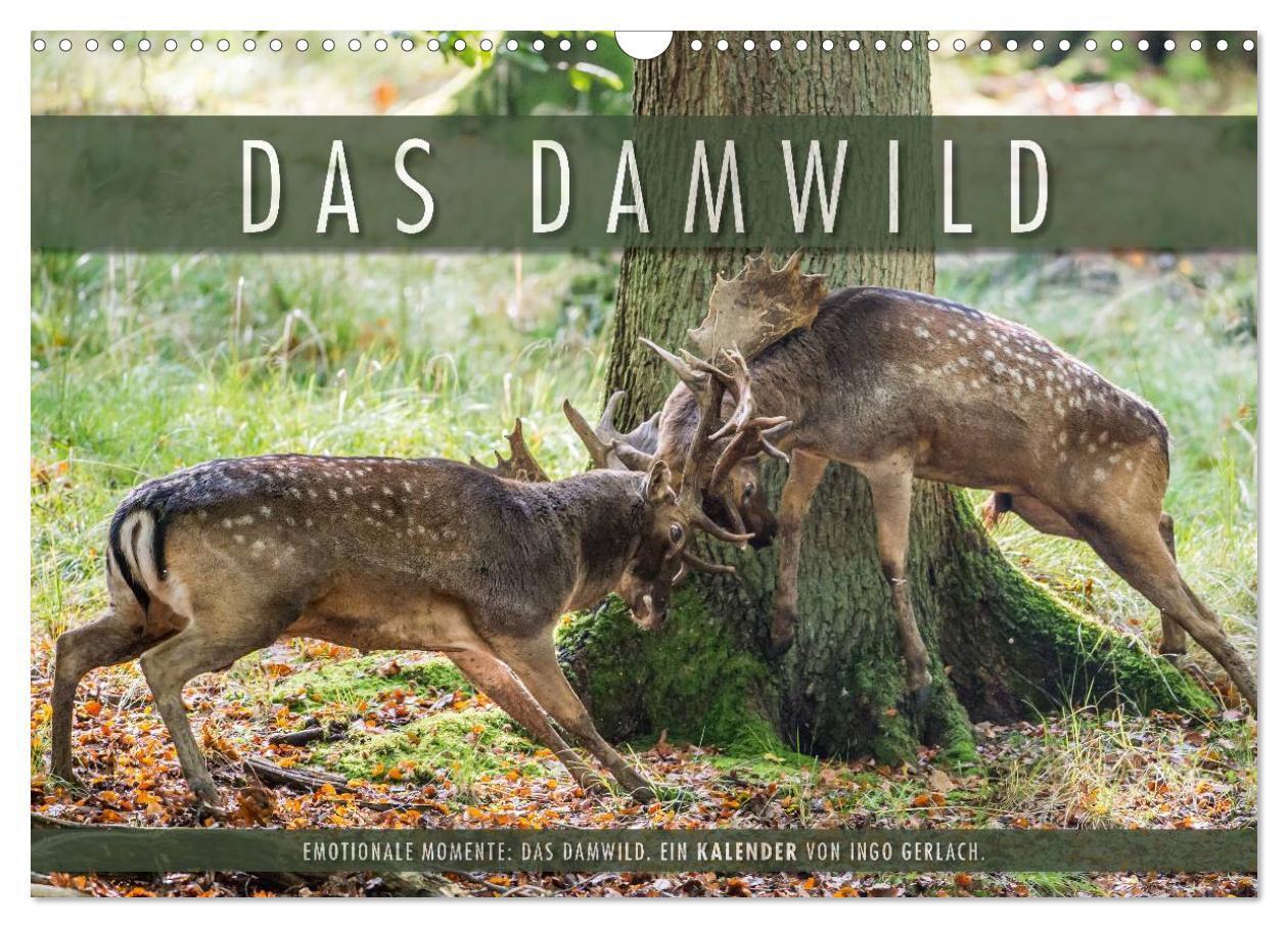 Cover: 9783435617159 | Emotionale Momente: Das Damwild. (Wandkalender 2025 DIN A3 quer),...