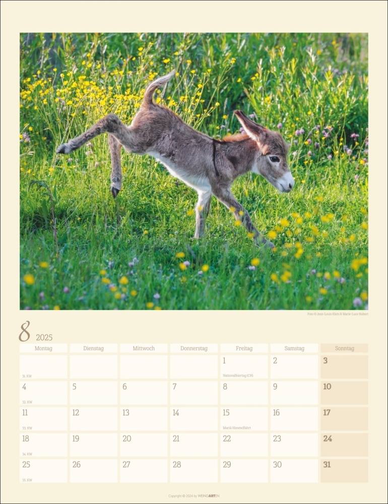 Bild: 9783839900451 | Esel Kalender 2025 | Marie-Luce Hubert (u. a.) | Kalender | 14 S.