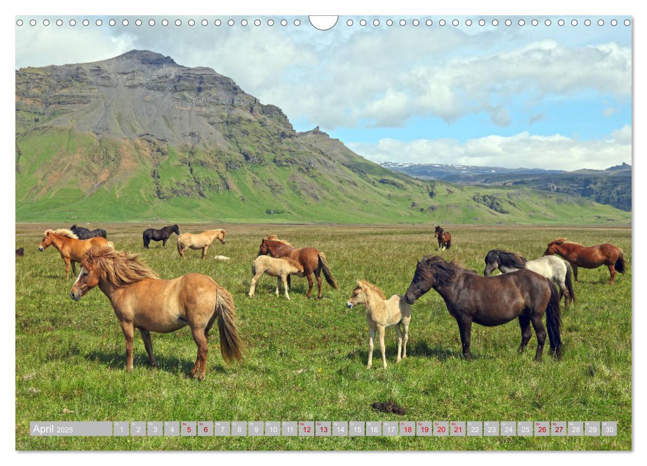 Bild: 9783435253449 | Islandpferde - Die tierischen Stars der Insel (Wandkalender 2025...