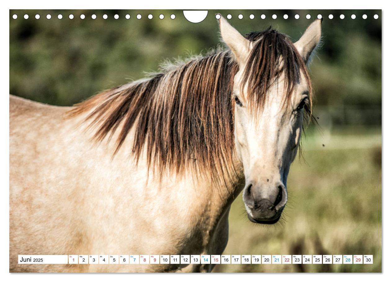 Bild: 9783435172542 | Durch das Jahr mit dem Connemara Pony Holly (Wandkalender 2025 DIN...