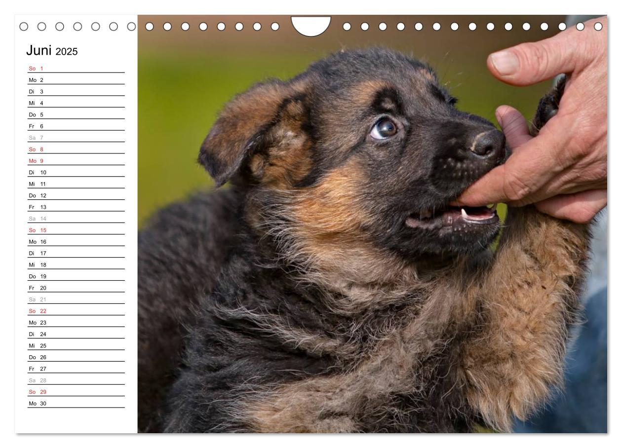 Bild: 9783435474912 | Deutscher Schäferhund - Welpen (Wandkalender 2025 DIN A4 quer),...