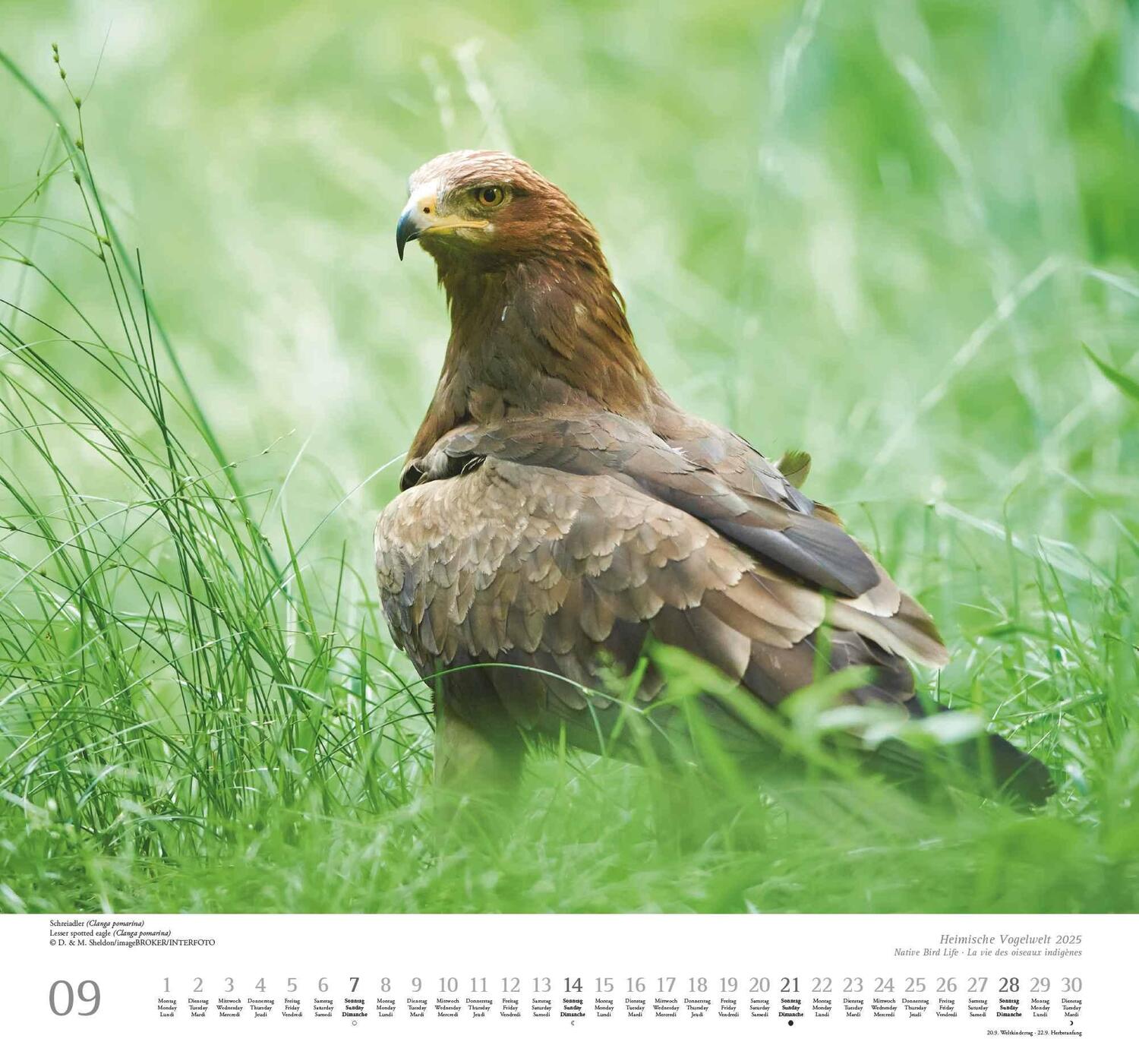 Bild: 4250809653525 | Heimische Vogelwelt 2025 - DUMONT Wandkalender - mit den...