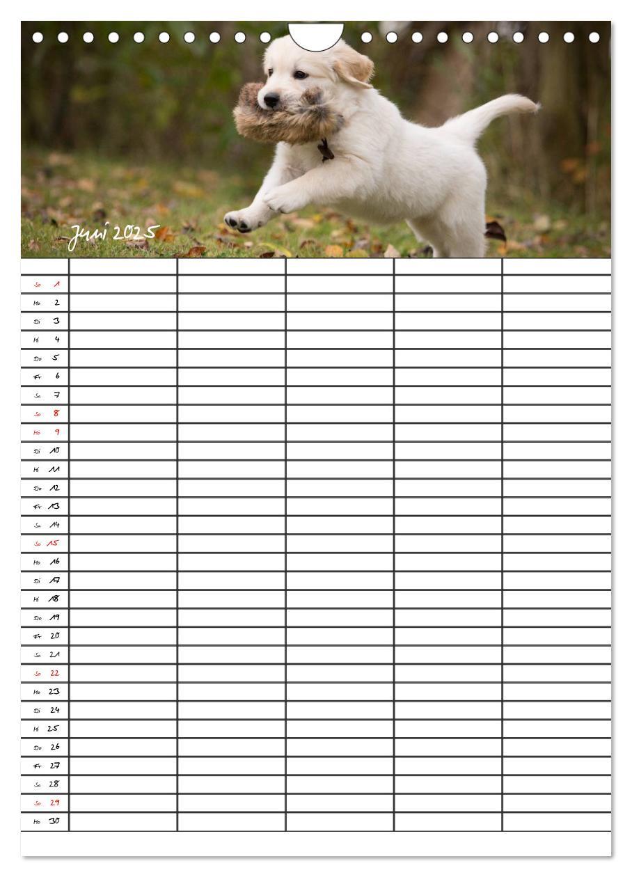 Bild: 9783457088562 | Familienplaner: Golden Retriever Welpen (Wandkalender 2025 DIN A4...