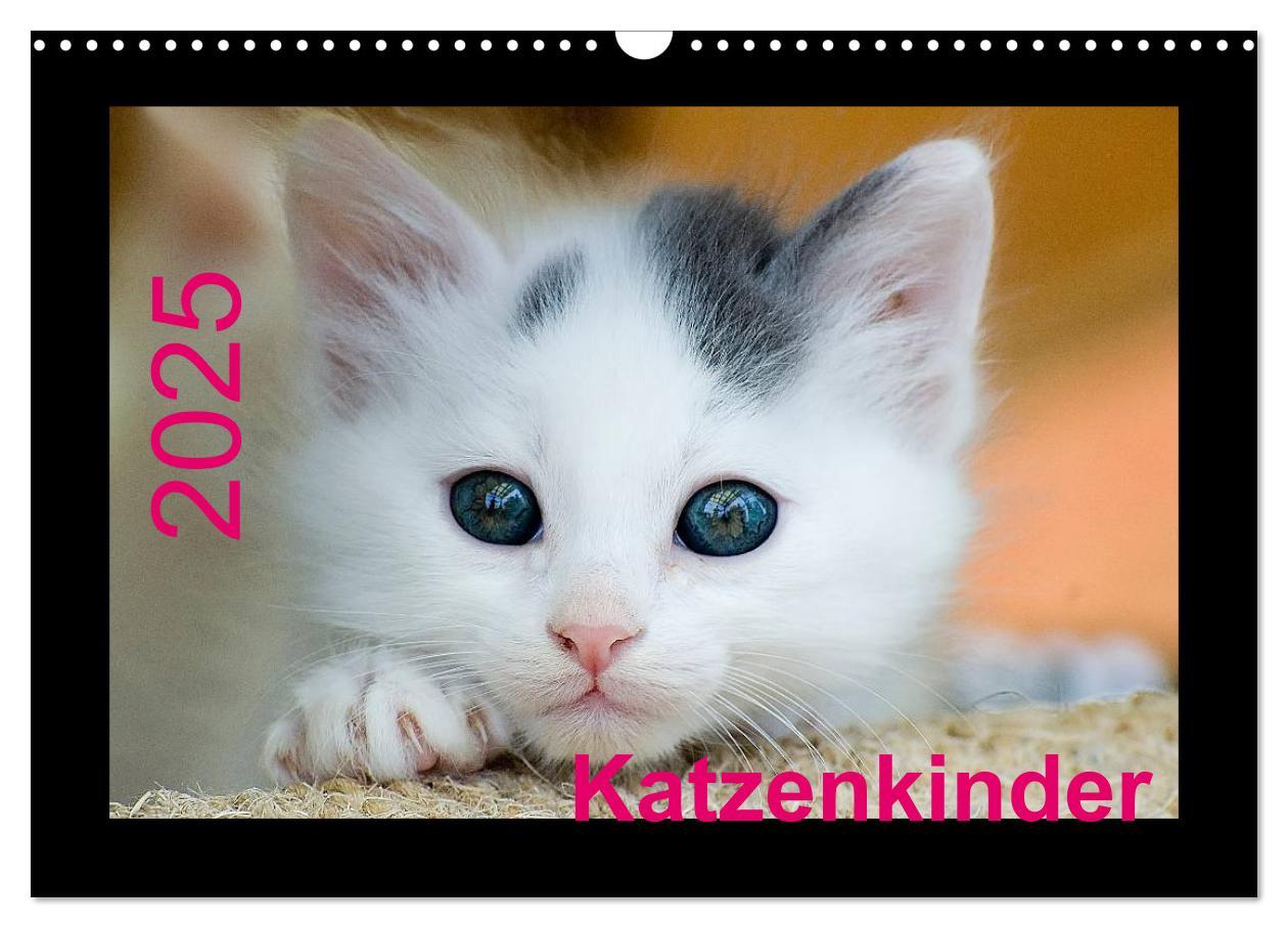 Cover: 9783435778140 | Katzenkinder (Wandkalender 2025 DIN A3 quer), CALVENDO Monatskalender