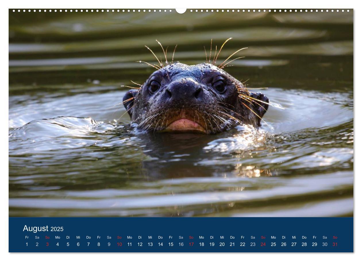 Bild: 9783435686636 | Brasilien tierisch gut 2025 (Wandkalender 2025 DIN A2 quer),...