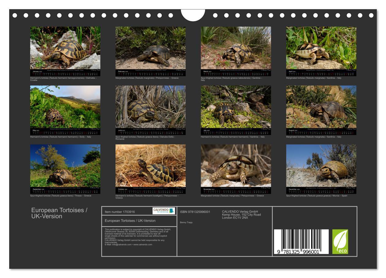 Bild: 9781325996001 | European Tortoises / UK-Version (Wall Calendar 2025 DIN A4...