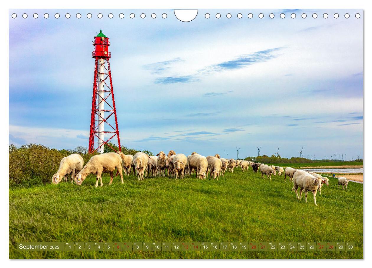 Bild: 9783383966699 | Die Deichschafe. Deichpflege an der Nordsee (Wandkalender 2025 DIN...