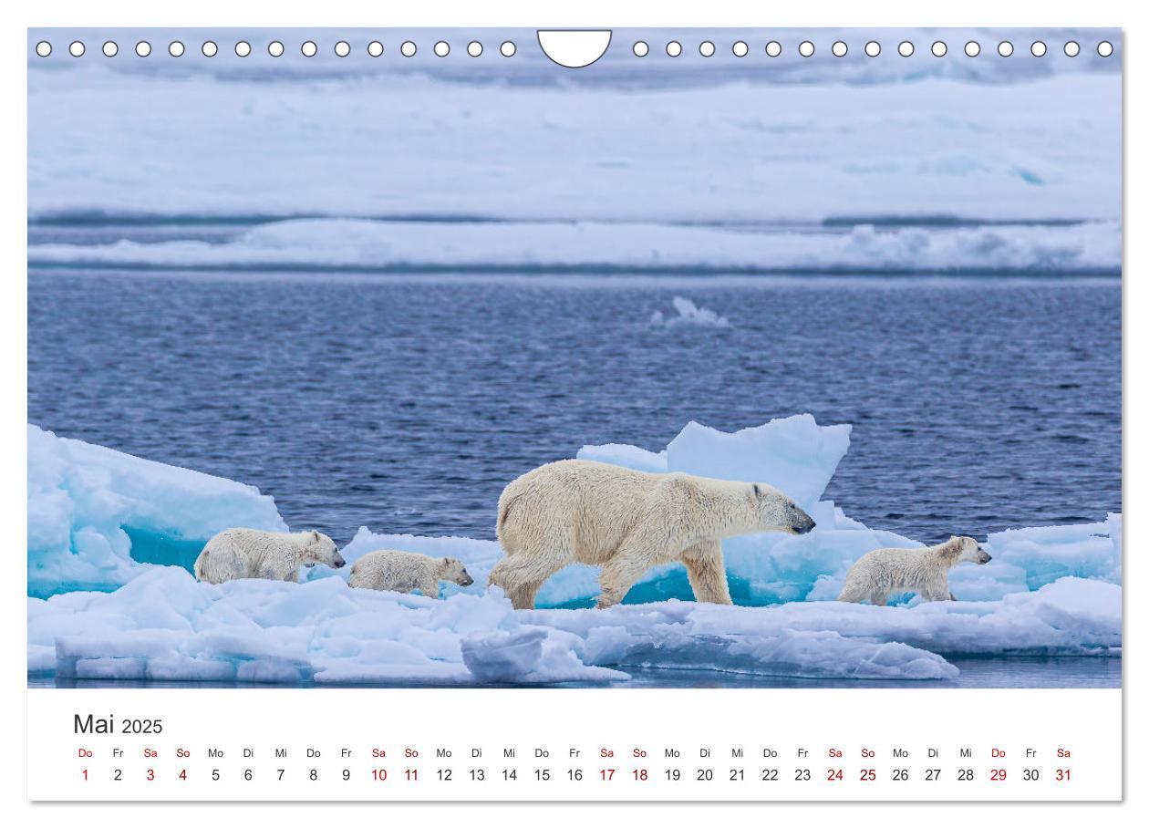 Bild: 9783457228692 | Spitzbergen - Eis, Eisbären und mehr (Wandkalender 2025 DIN A4...