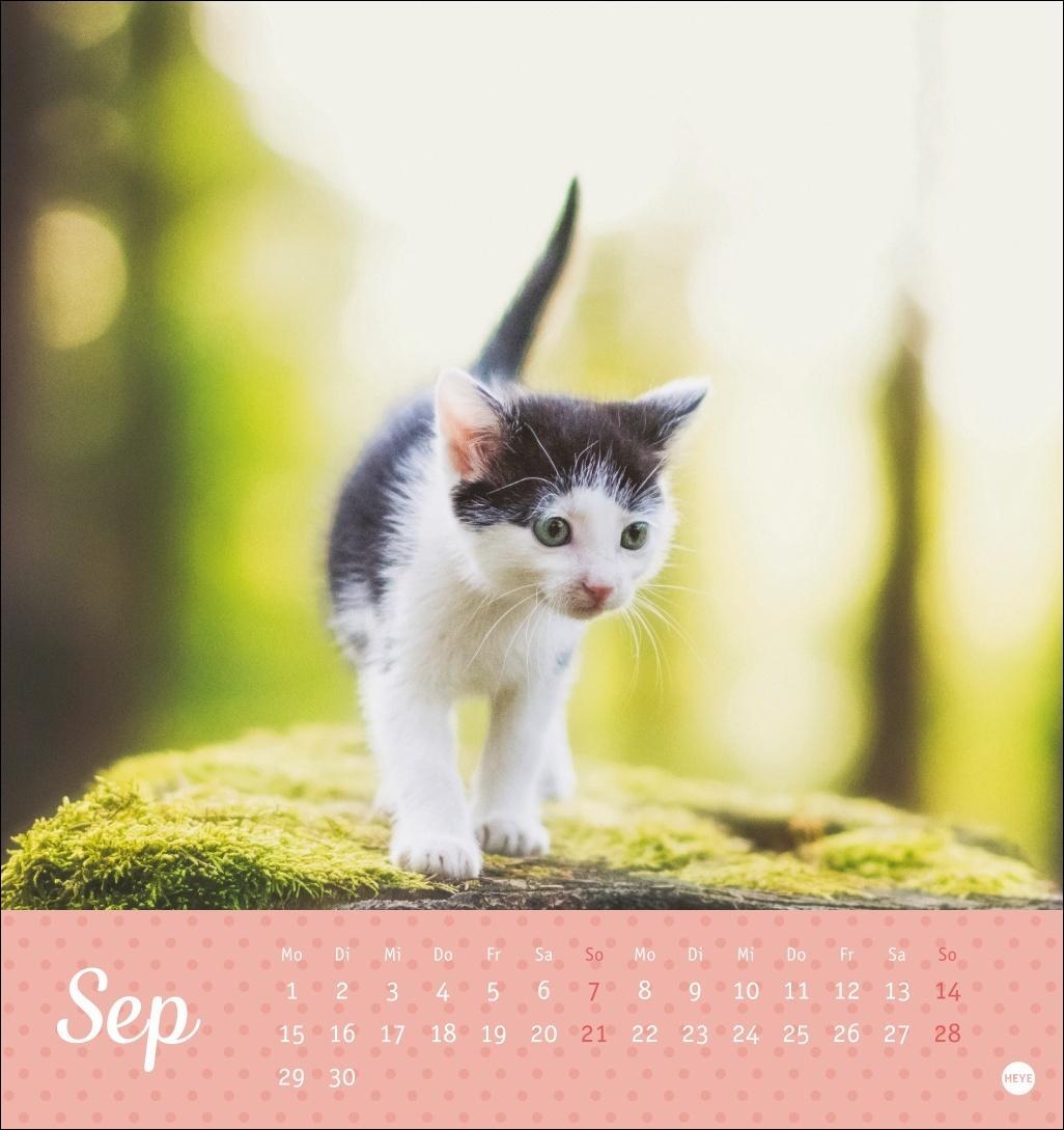 Bild: 9783756407026 | Katzen Postkartenkalender Kleine Tiger 2025 | Heye | Kalender | 13 S.