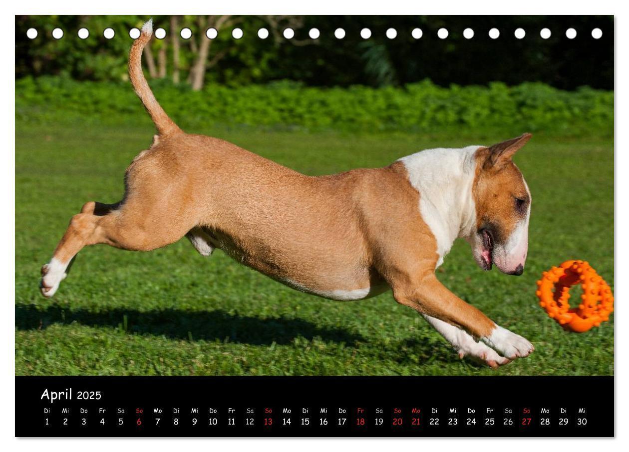 Bild: 9783435767694 | Bullterrier (Tischkalender 2025 DIN A5 quer), CALVENDO Monatskalender