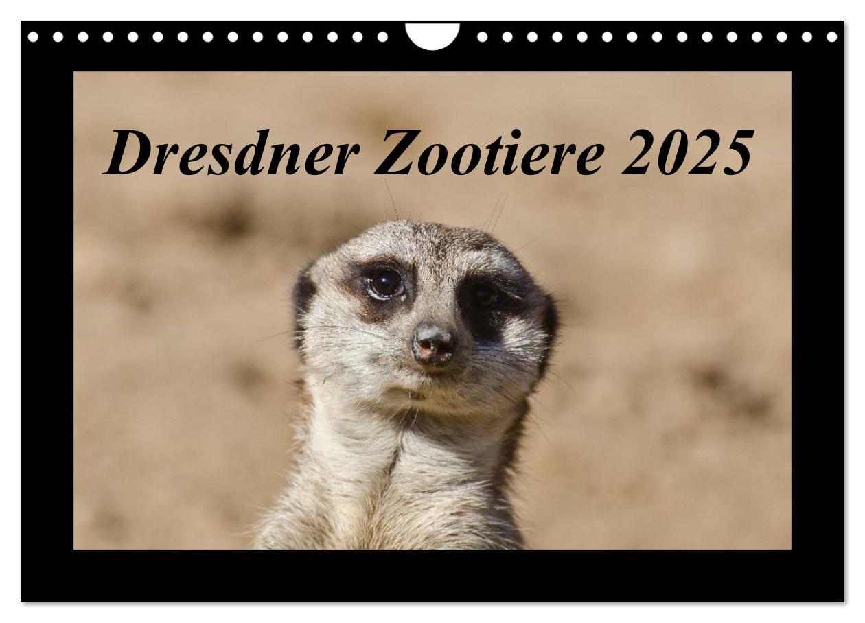 Cover: 9783435666836 | Dresdner Zootiere 2025 (Wandkalender 2025 DIN A4 quer), CALVENDO...