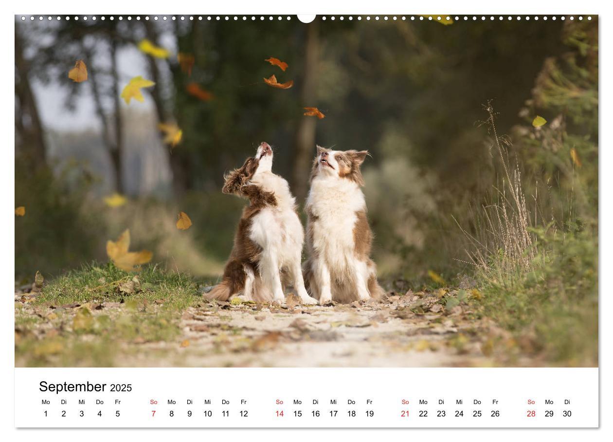 Bild: 9783435188130 | Border Collie - Bunt und clever! (hochwertiger Premium Wandkalender...