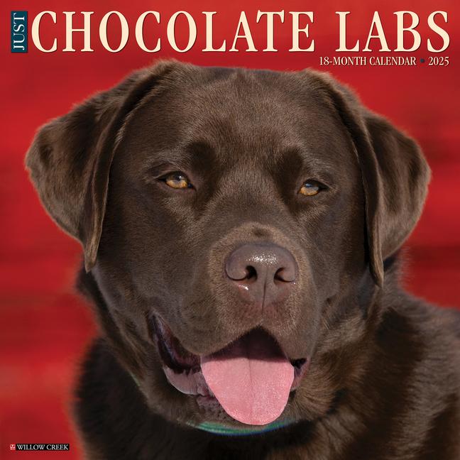 Cover: 9781549242359 | Just Chocolate Labs 2025 12 X 12 Wall Calendar | Willow Creek Press