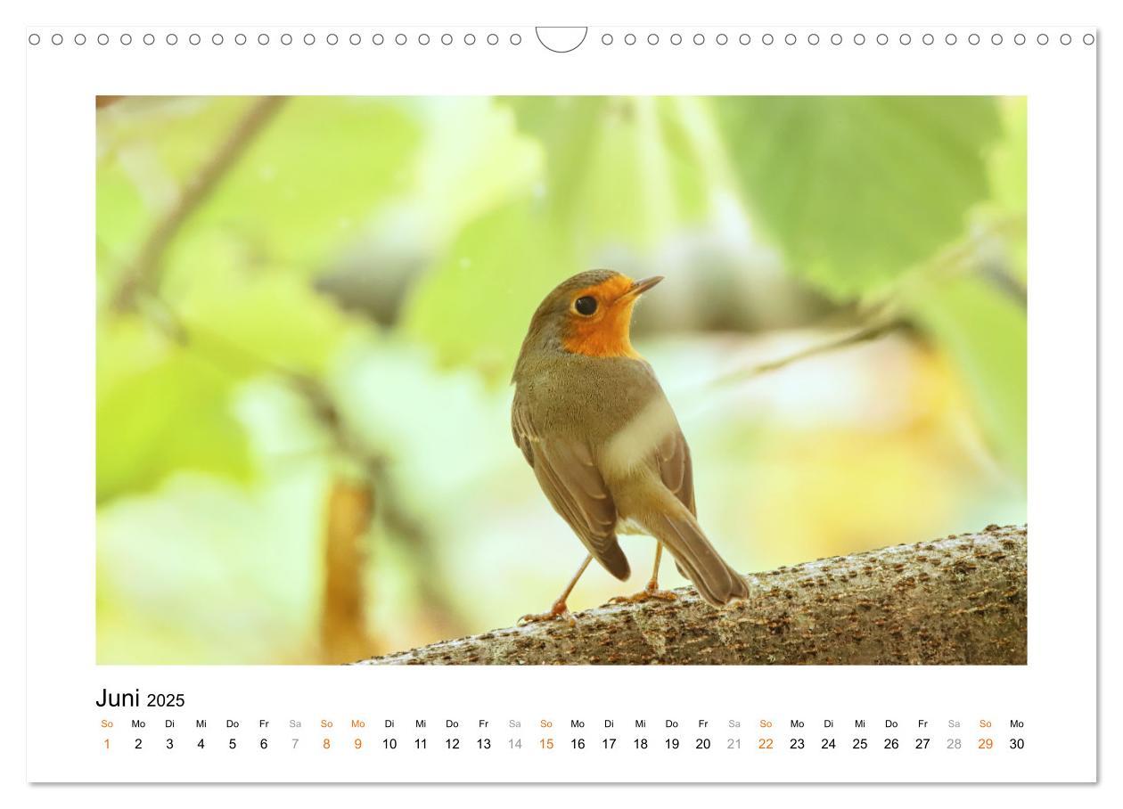 Bild: 9783383914829 | Zauberhafte Rotkehlchen (Wandkalender 2025 DIN A3 quer), CALVENDO...