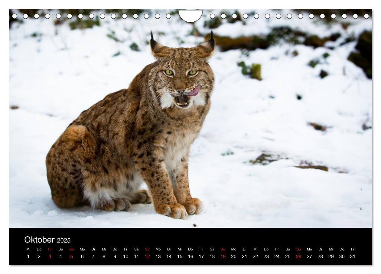 Bild: 9783435606146 | Luchse - Europas größte Katzen (Wandkalender 2025 DIN A4 quer),...