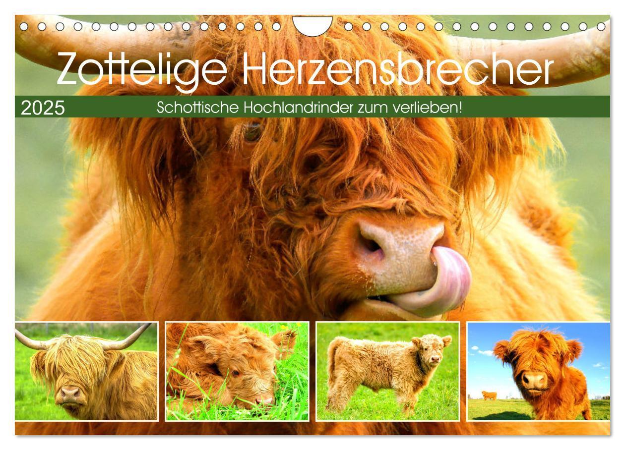 Cover: 9783435028023 | Zottelige Herzensbrecher. Schottische Hochlandrinder zum Verlieben...