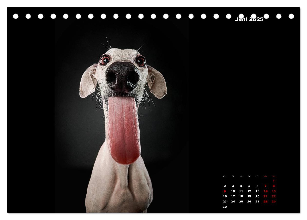 Bild: 9783435227716 | Die Stimme der Windhunde (Tischkalender 2025 DIN A5 quer), CALVENDO...