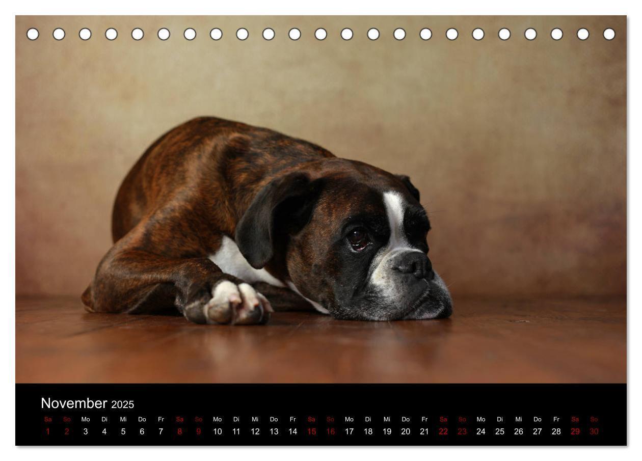 Bild: 9783435435494 | Liebenswerte Boxer (Tischkalender 2025 DIN A5 quer), CALVENDO...