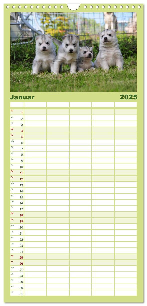 Bild: 9783457109922 | Familienplaner 2025 - Husky Welpen mit 5 Spalten (Wandkalender, 21...