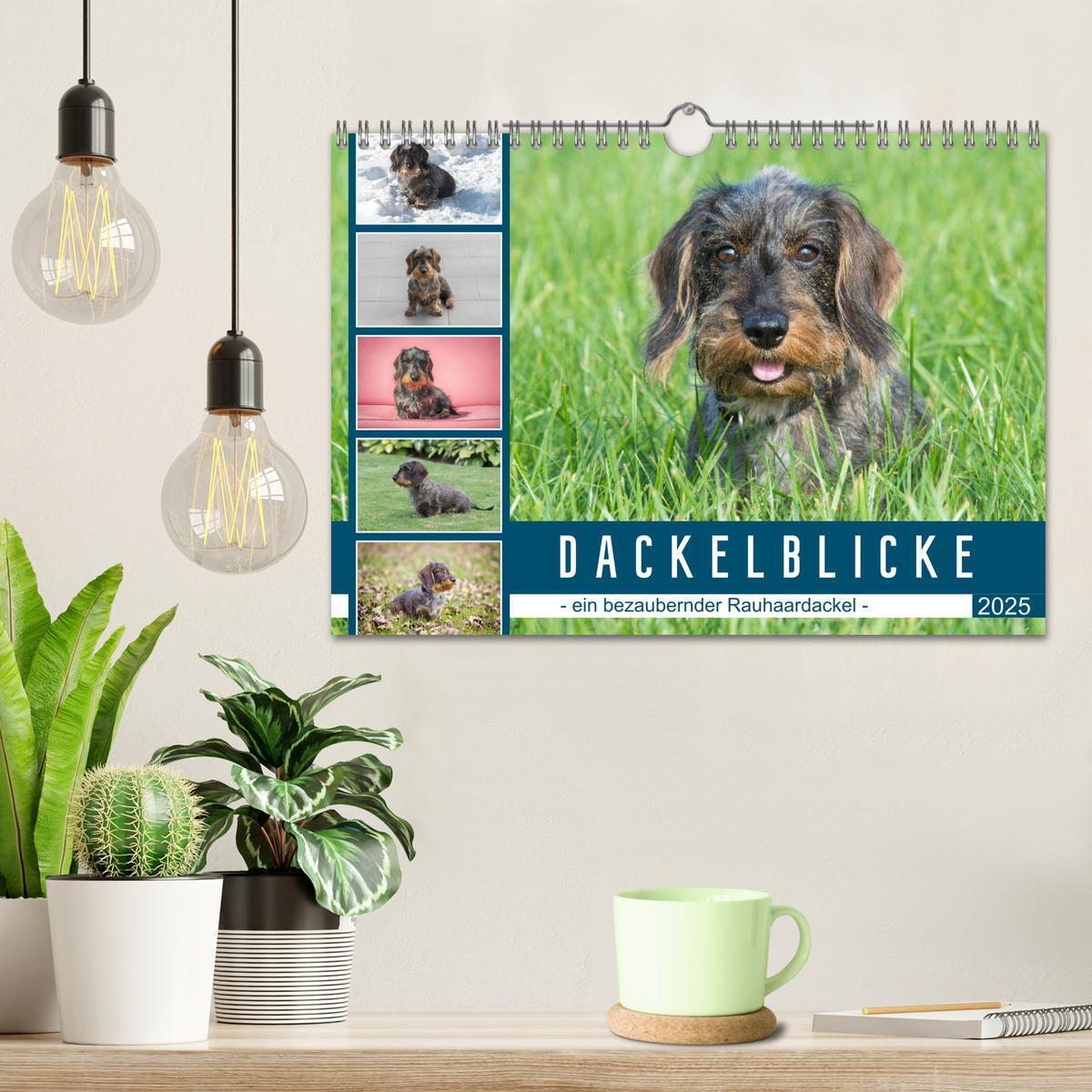 Bild: 9783435104710 | Dackelblicke - ein bezaubernder Rauhaardackel (Wandkalender 2025...