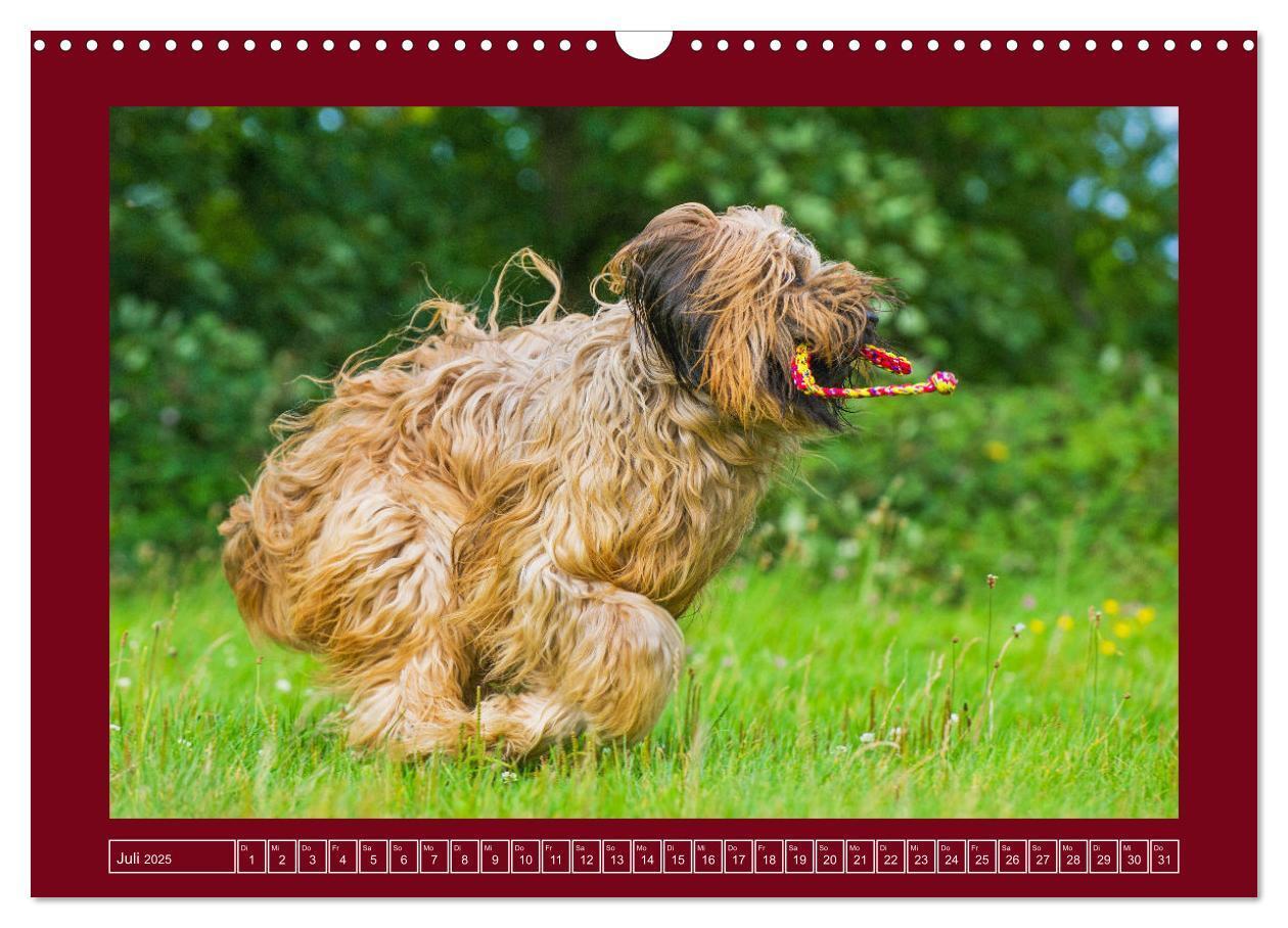 Bild: 9783457153079 | Herz auf vier Pfoten - Briard (Wandkalender 2025 DIN A3 quer),...