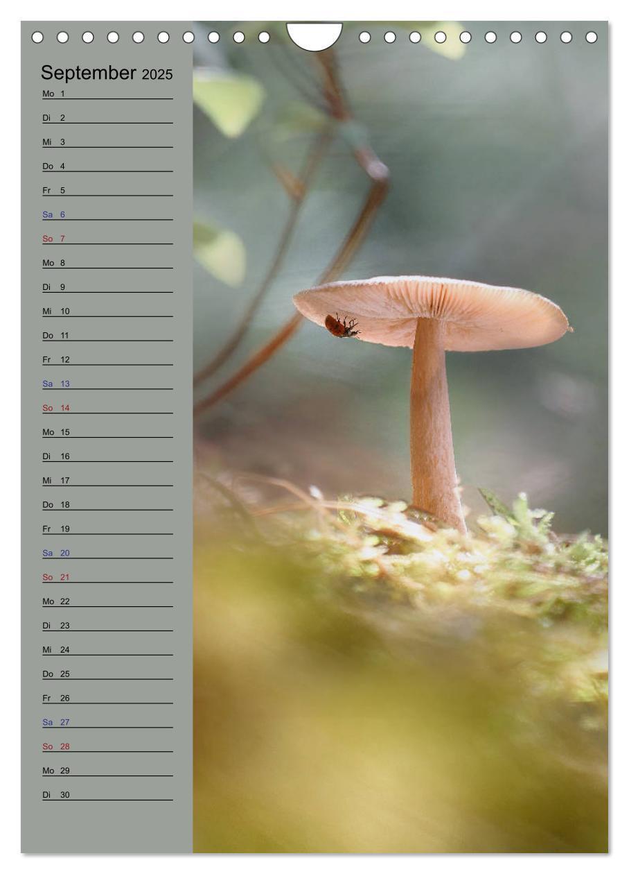 Bild: 9783435936199 | Pastell-Zauber (Wandkalender 2025 DIN A4 hoch), CALVENDO...