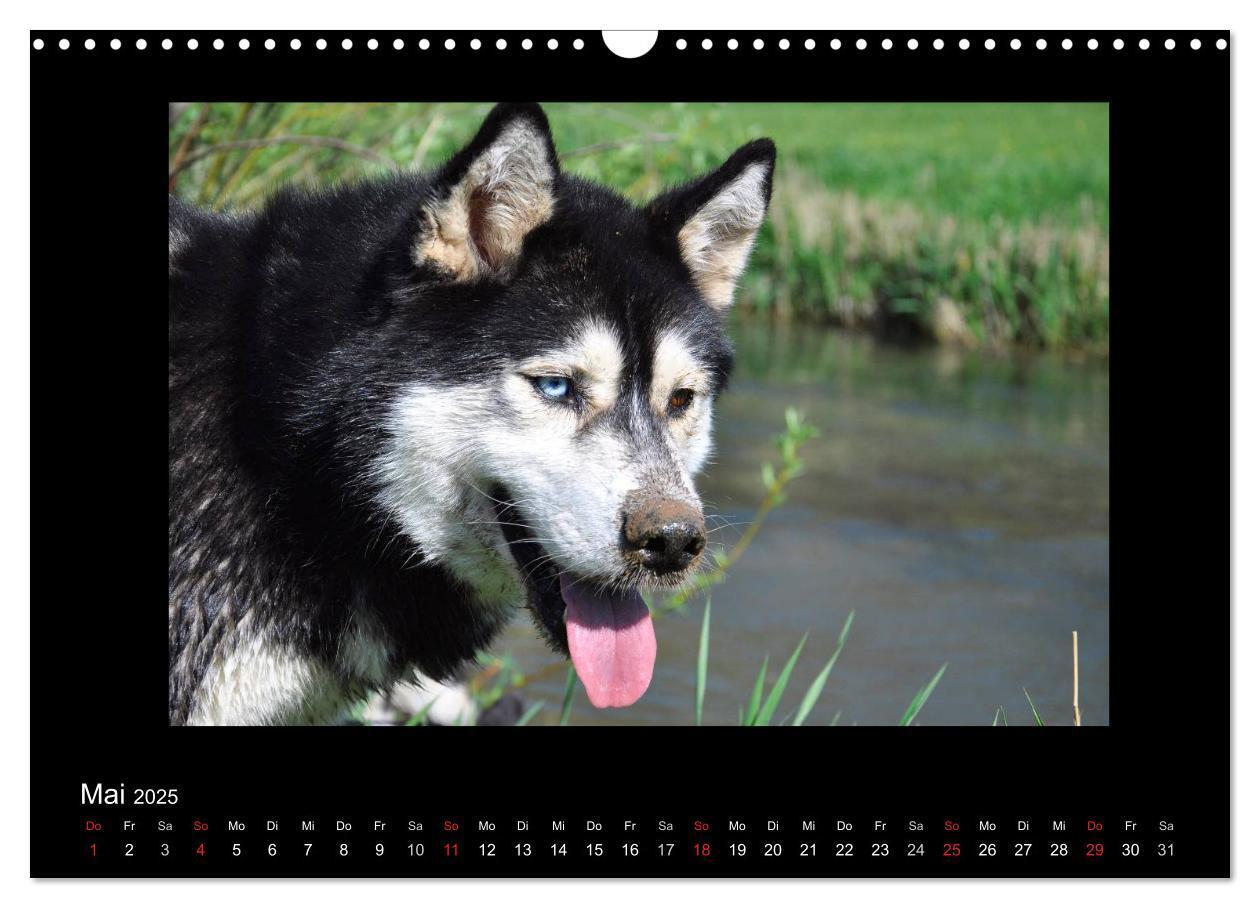 Bild: 9783435837342 | Husky-Kalender (Wandkalender 2025 DIN A3 quer), CALVENDO...