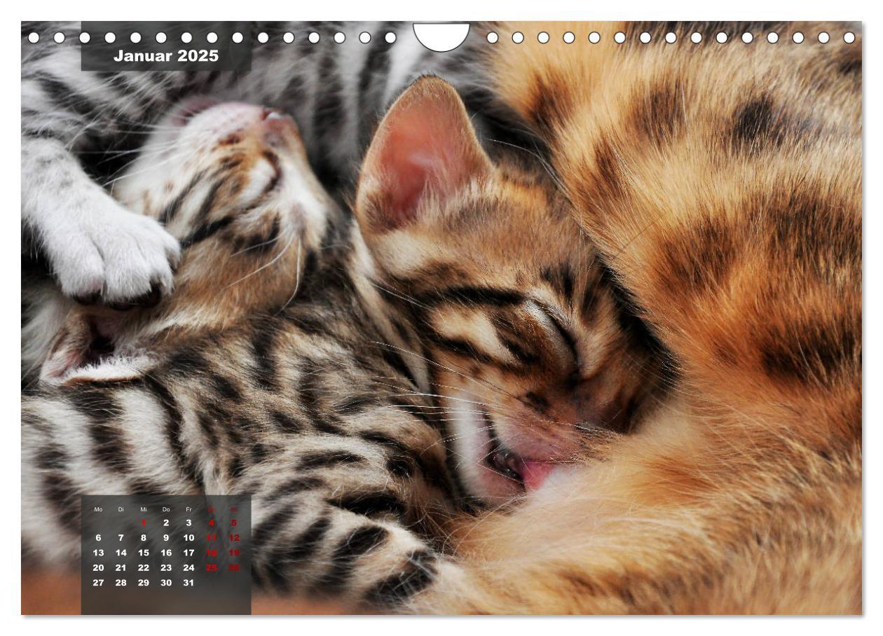 Bild: 9783435409143 | Bengal Kätzchen (Wandkalender 2025 DIN A4 quer), CALVENDO...