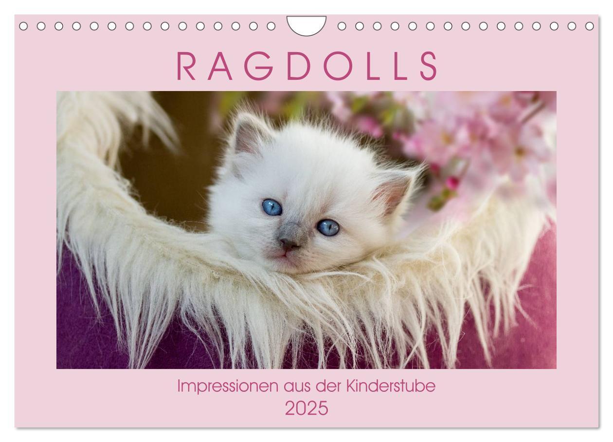 Cover: 9783435457250 | RAGDOLLS Impressionen aus der Kinderstube (Wandkalender 2025 DIN A4...