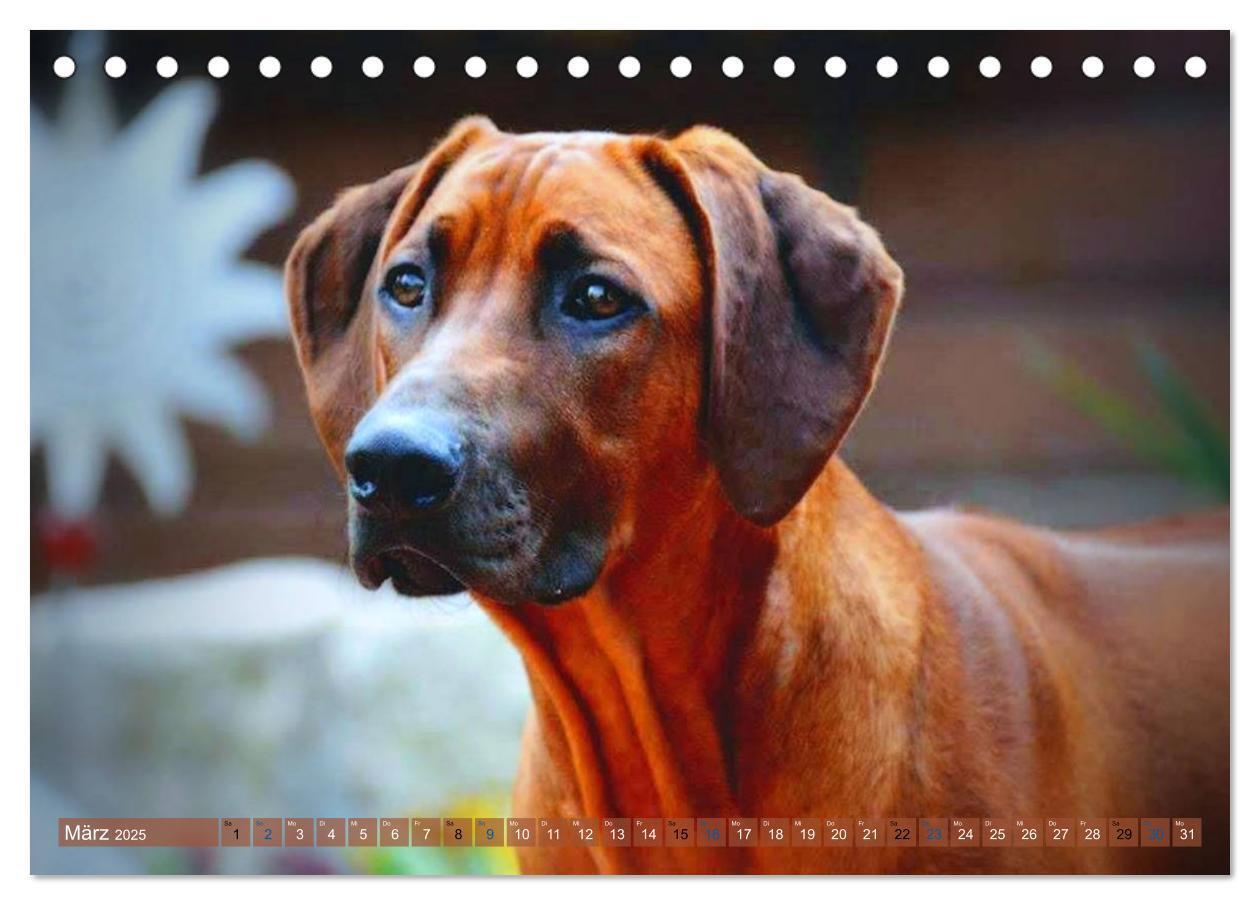 Bild: 9783435261123 | Rhodesian Ridgeback Augen-Blicke (Tischkalender 2025 DIN A5 quer),...