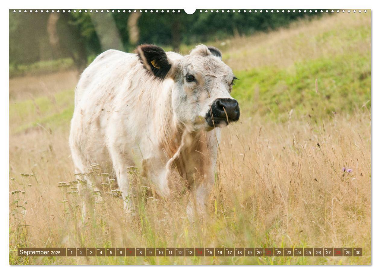 Bild: 9783435178179 | Schöne Schotten - Galloway im Porträt (hochwertiger Premium...