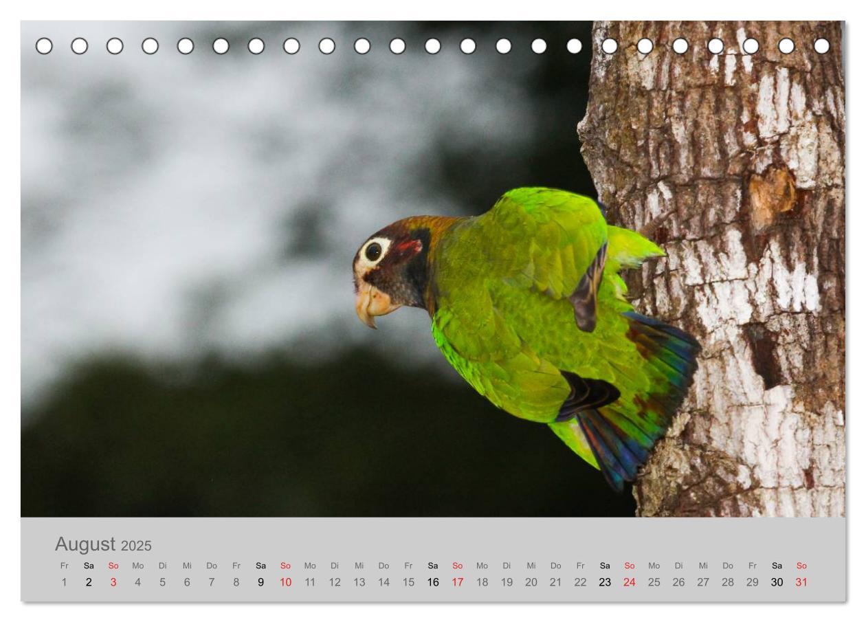 Bild: 9783435618668 | Costa Rica - Exotische Vögel im Regenwald (Tischkalender 2025 DIN...