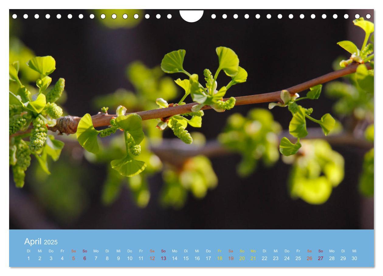 Bild: 9783435304981 | Geliebter Ginkgo (Wandkalender 2025 DIN A4 quer), CALVENDO...