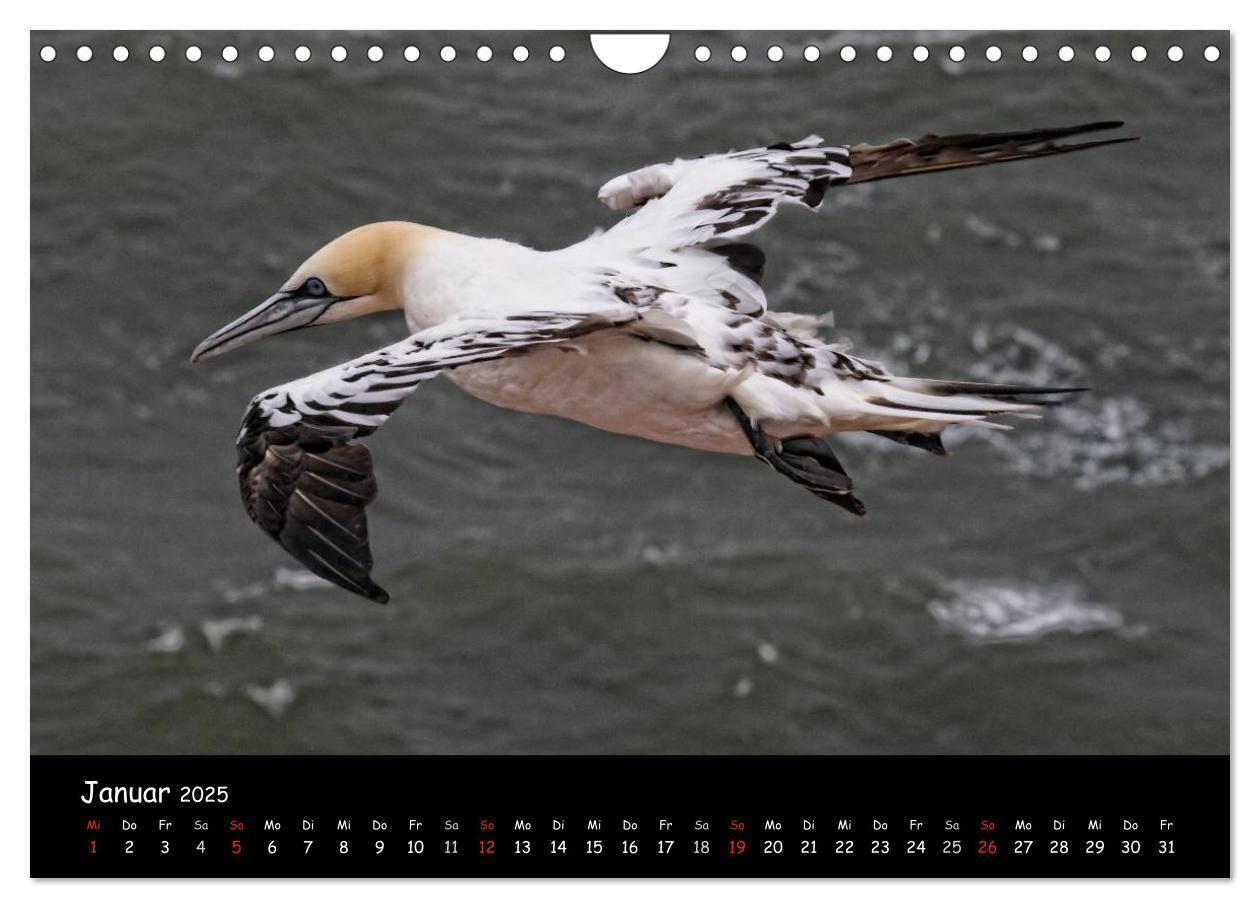 Bild: 9783435793488 | Helgoland und die Düne (Wandkalender 2025 DIN A4 quer), CALVENDO...