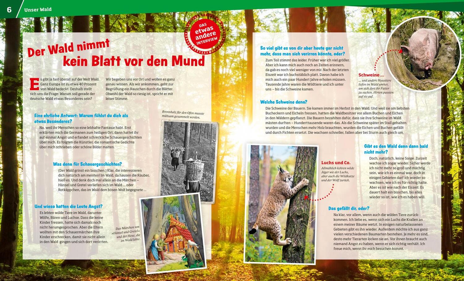 Bild: 9783788620882 | WAS IST WAS Band 134 Wald. Mehr als nur Bäume | Annette Hackbarth