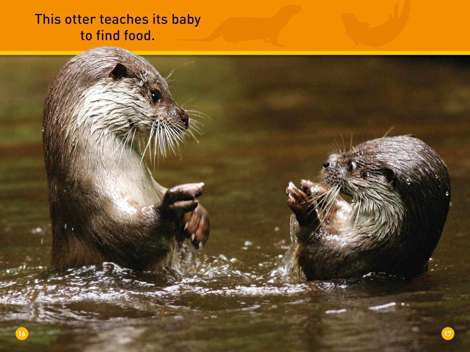 Bild: 9780008266547 | Peek, Otter! | Level 1 | National Geographic Kids (u. a.) | Buch