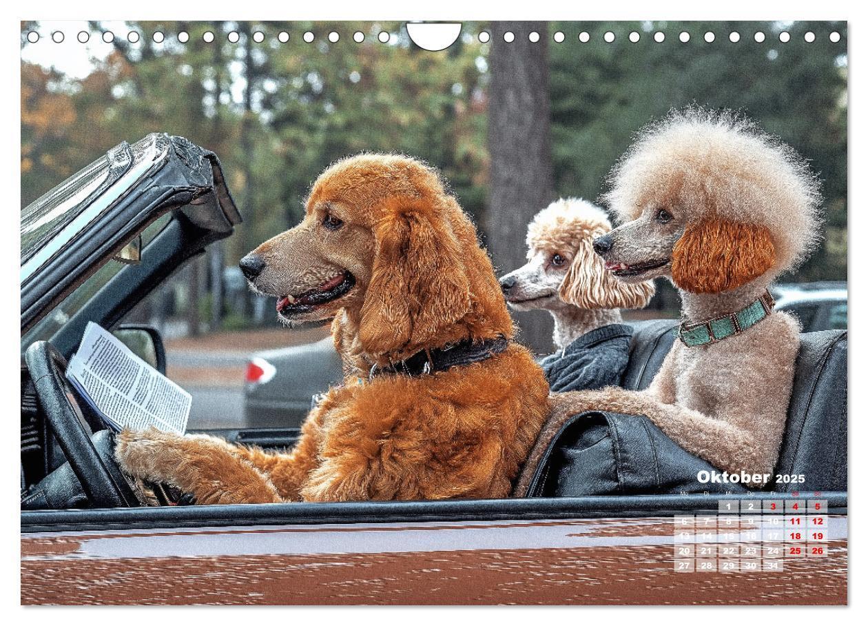 Bild: 9783457211748 | Süße Hunde cruisen - durch das Jahr mit dem Hundekalender...